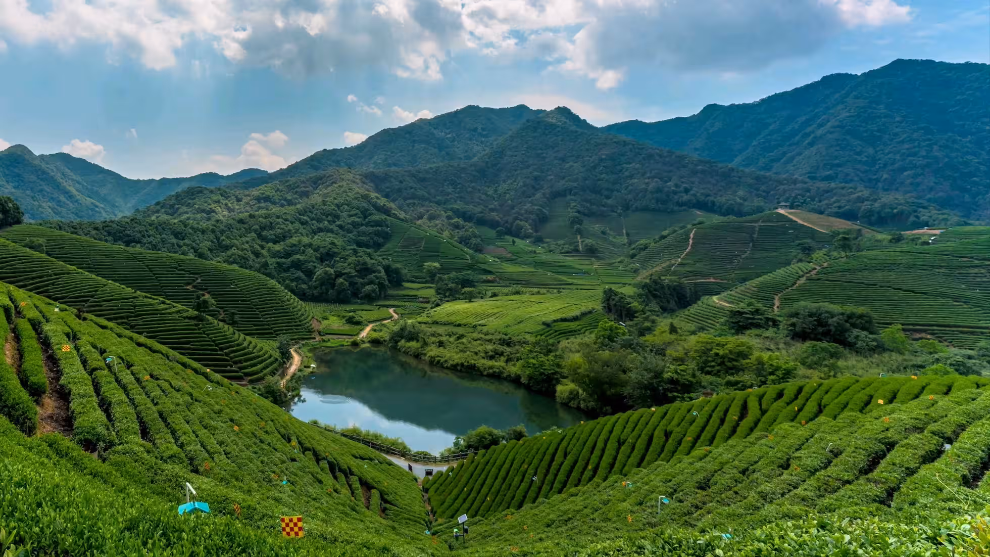 DiMi – Été au village du thé de Longwu, Hangzhou