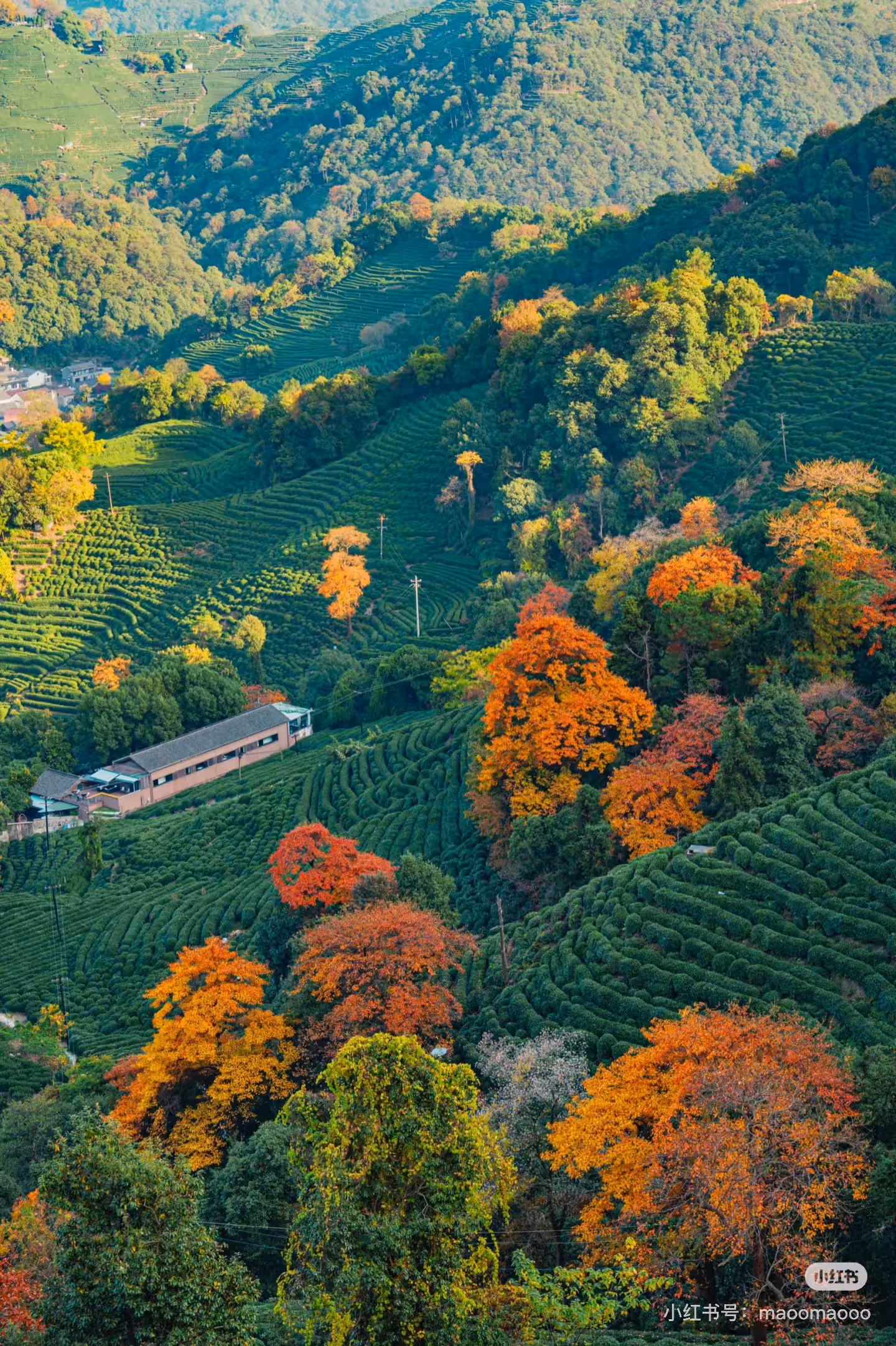 DiMi – Automne au village du thé de Longwu, Hangzhou